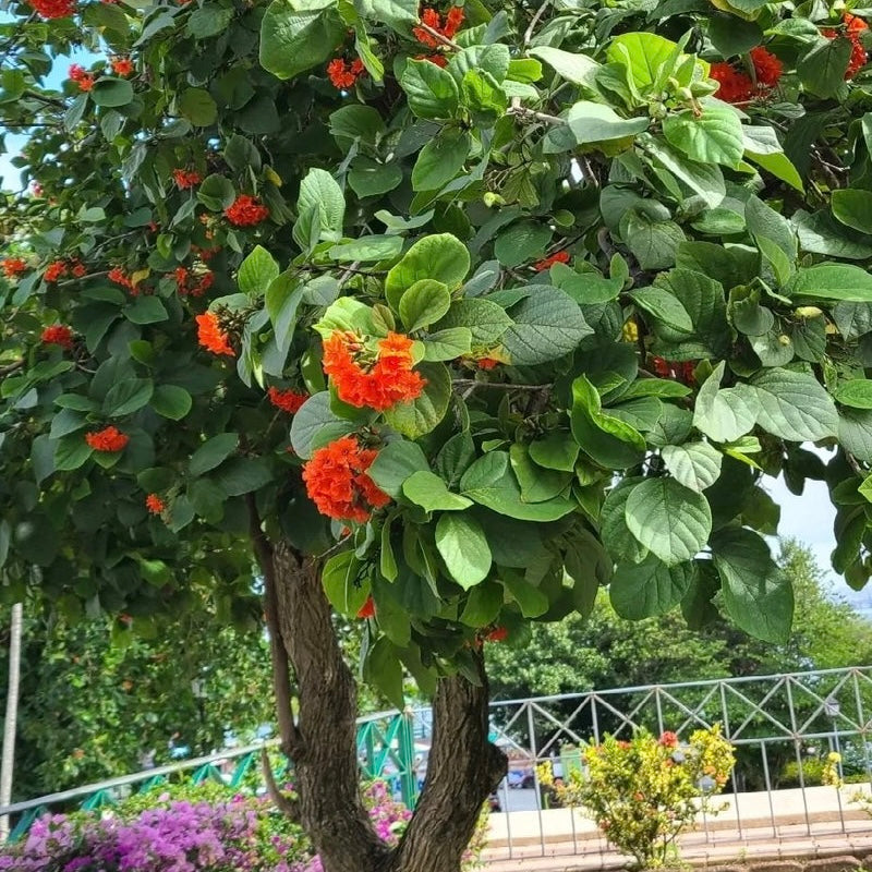 Cordia Sebestena Plant (Geiger Tree) – Flowering Ornamental Plant