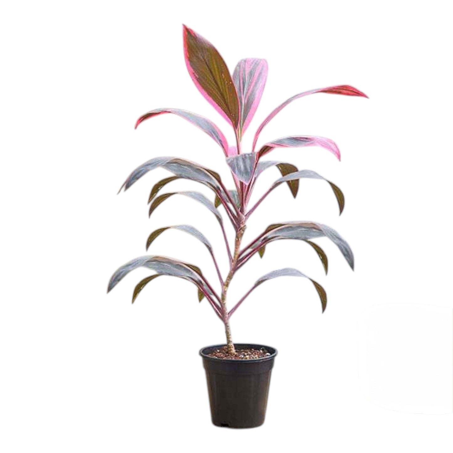 Dracaena Mahatma Red Plant
