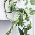Marble Queen Pothos Plant