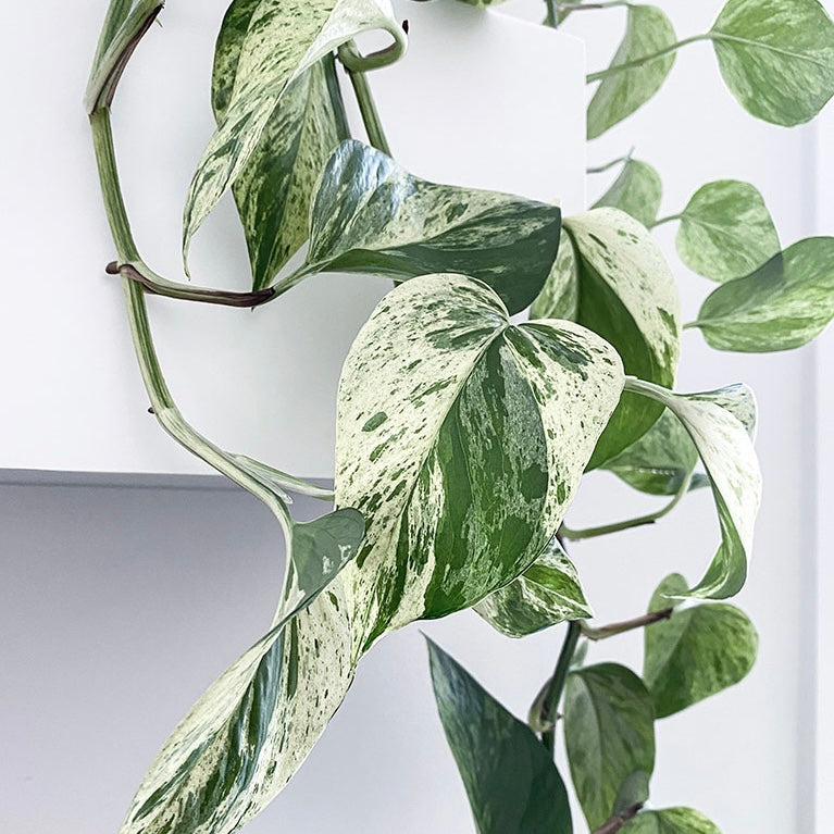 Marble Queen Pothos Plant