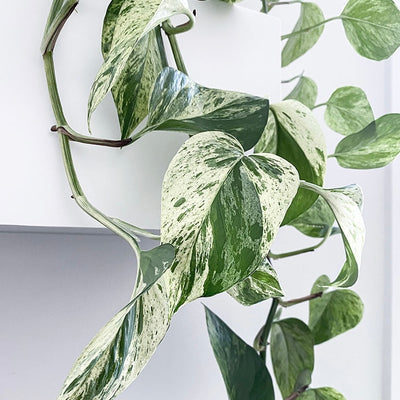 Marble Queen Pothos Plant