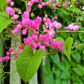 Coral Vine (Antigonon Leptopus) – Flowering Climber Plant