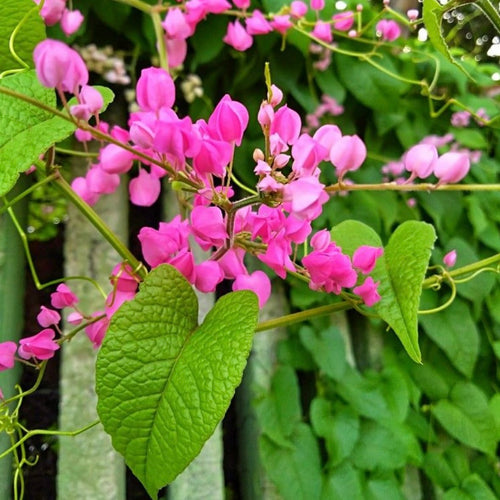 Coral Vine (Antigonon Leptopus) – Flowering Climber Plant