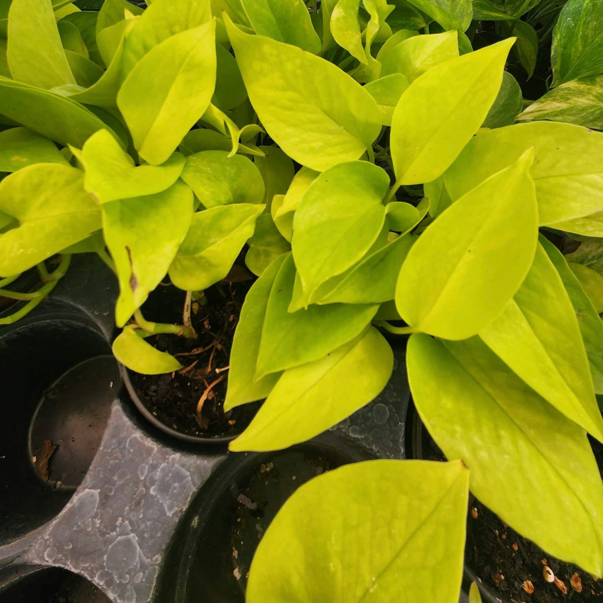 Pothos Neon Plant