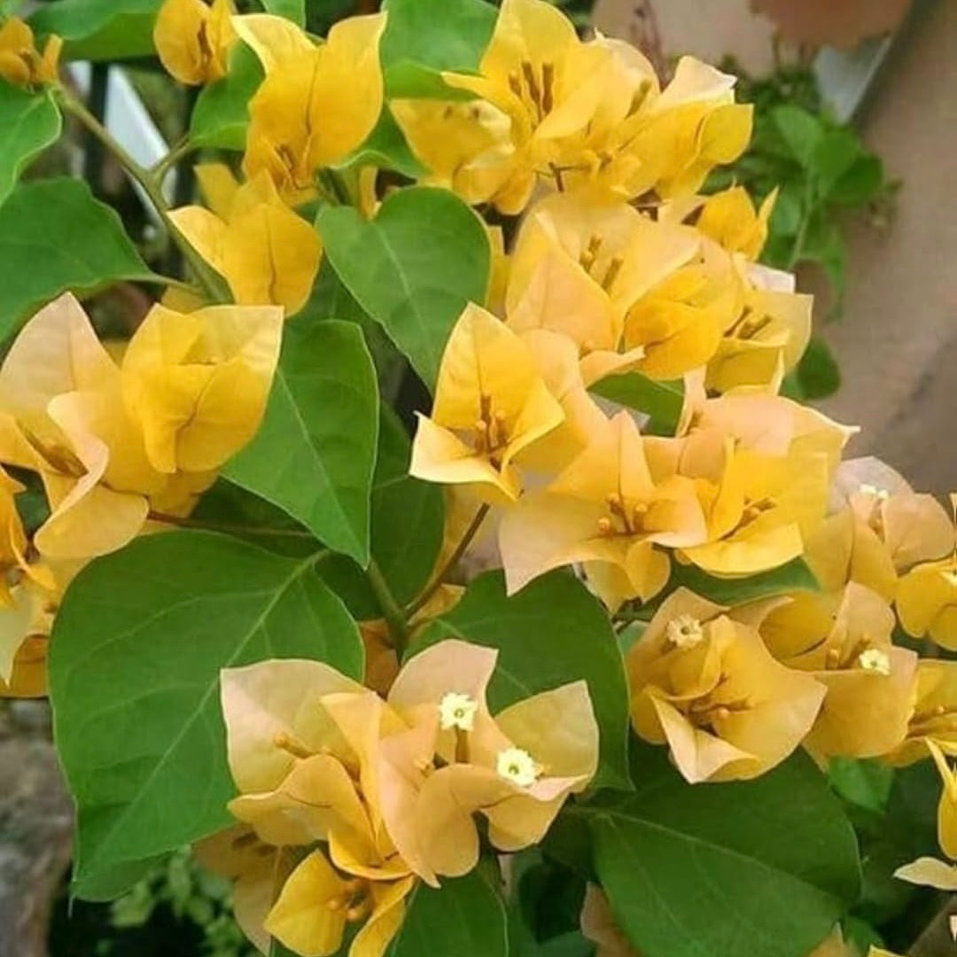 Yellow Bougainvillea Plant (Golden Yellow Paper Flower)