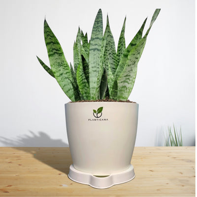 Sansevieria (Dracaena trifasciata) Plant with Self-Watering Pot & Tray