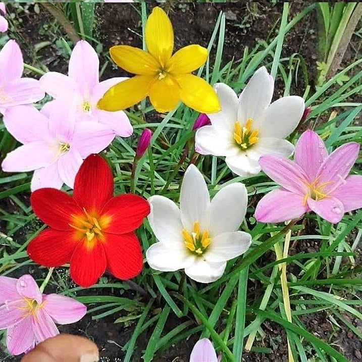 Mixed Rain Lily Bulbs