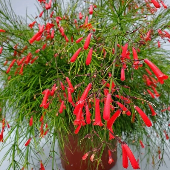 Russelia Red Plant (Russelia Equisetiformis) – Flowering Ornamental Plant