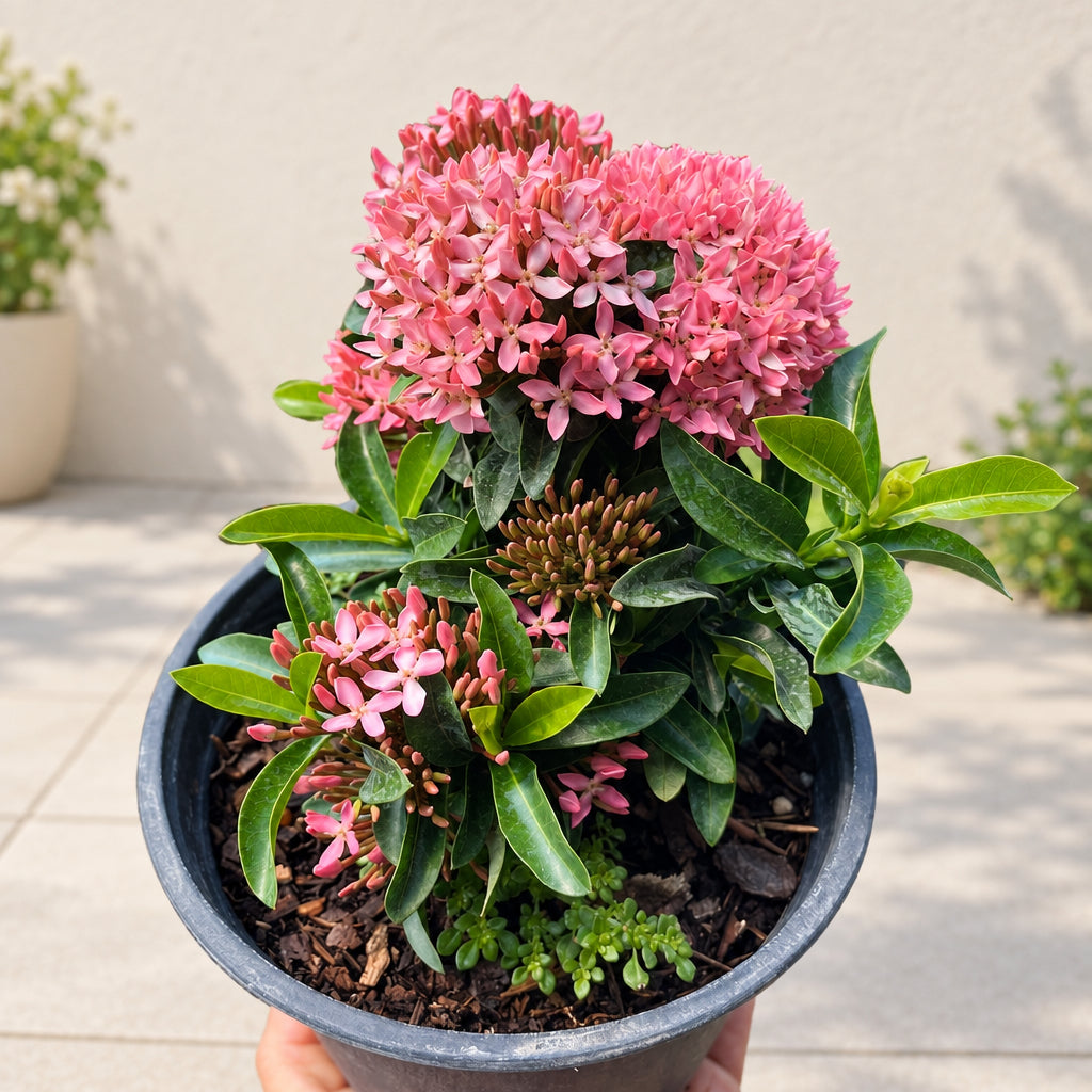 Ixora Mini Dwarf Pink (Ixora Coccinea) – Flowering Plant