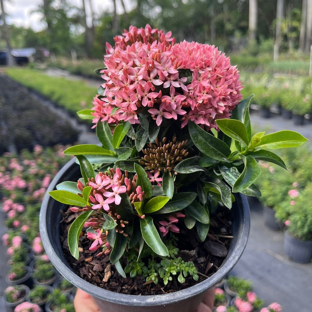Ixora Mini Dwarf Pink (Ixora Coccinea) – Flowering Plant