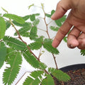 Touch Me Not Plant