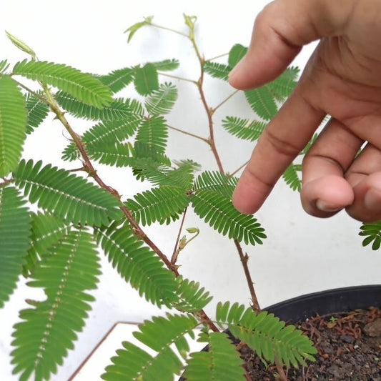 Touch Me Not Plant