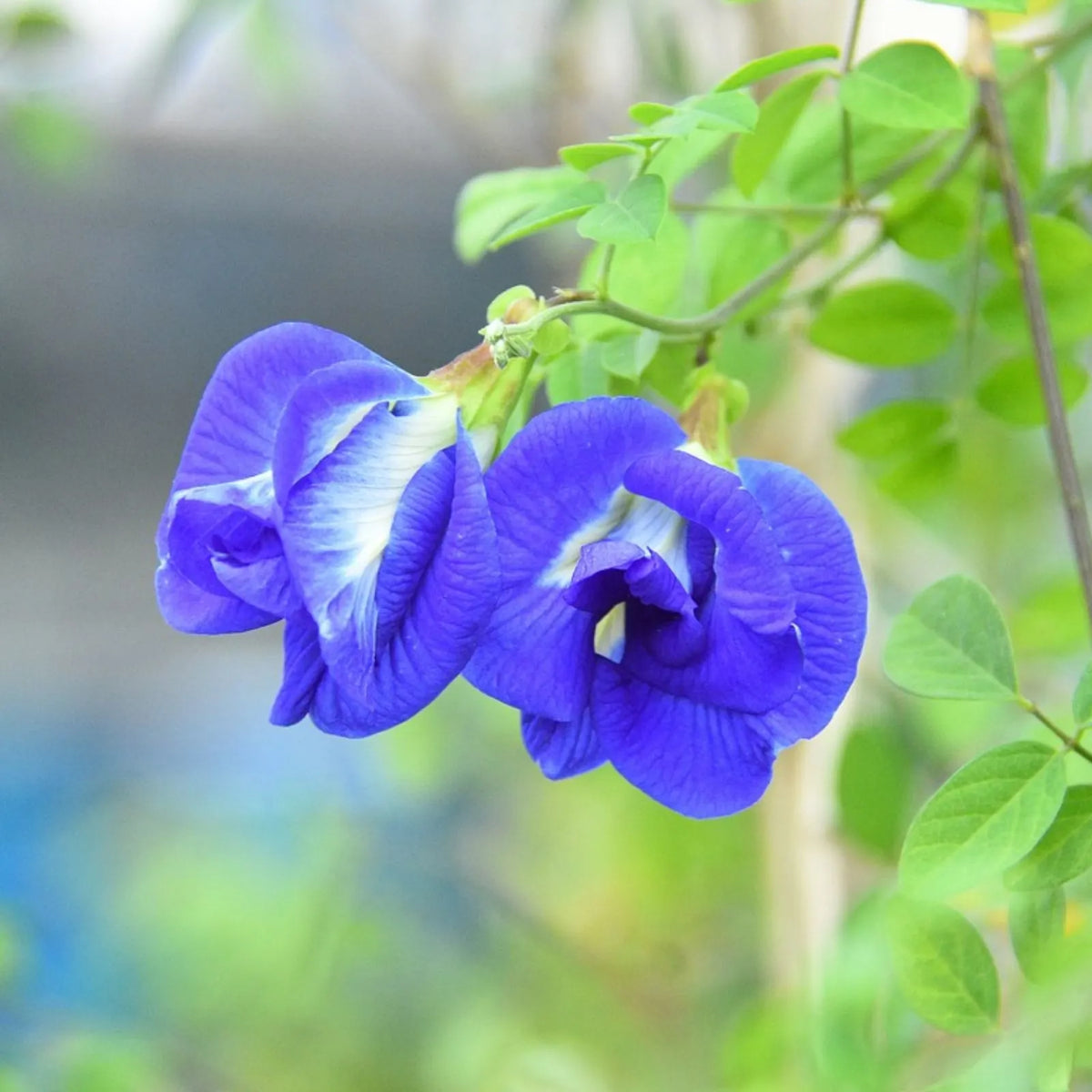 Double Petal Blue Aparajita Plant (Clitoria Ternatea)