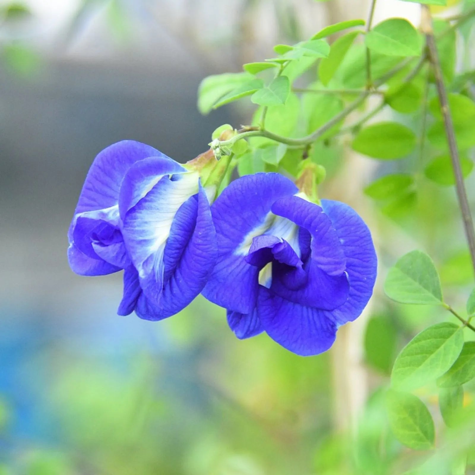 Double Petal Blue Aparajita Plant (Clitoria Ternatea)