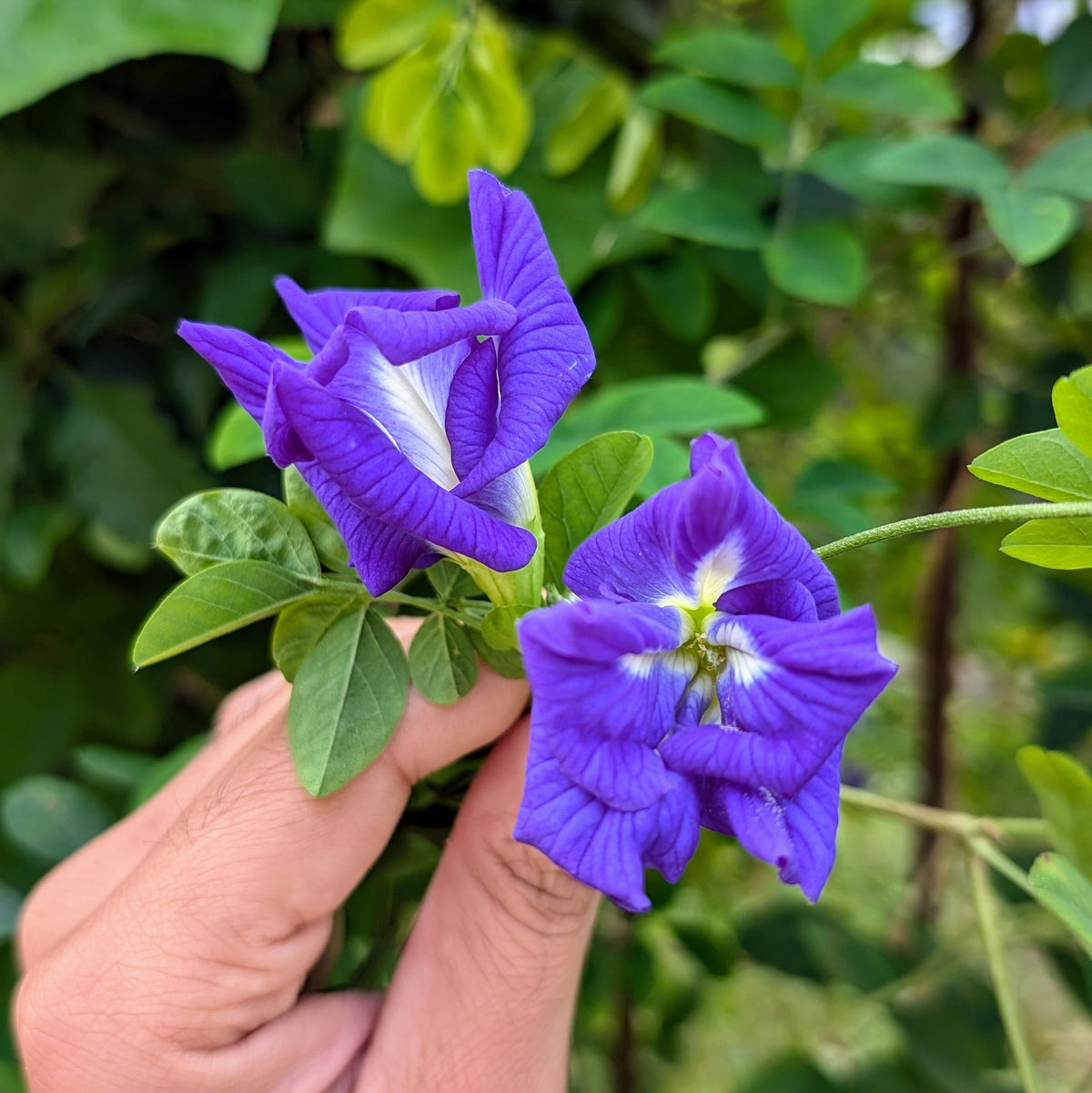 Double Petal Blue Aparajita Plant (Clitoria Ternatea)