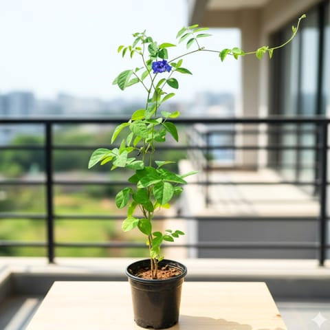 Double Petal Blue Aparajita Plant (Clitoria Ternatea)