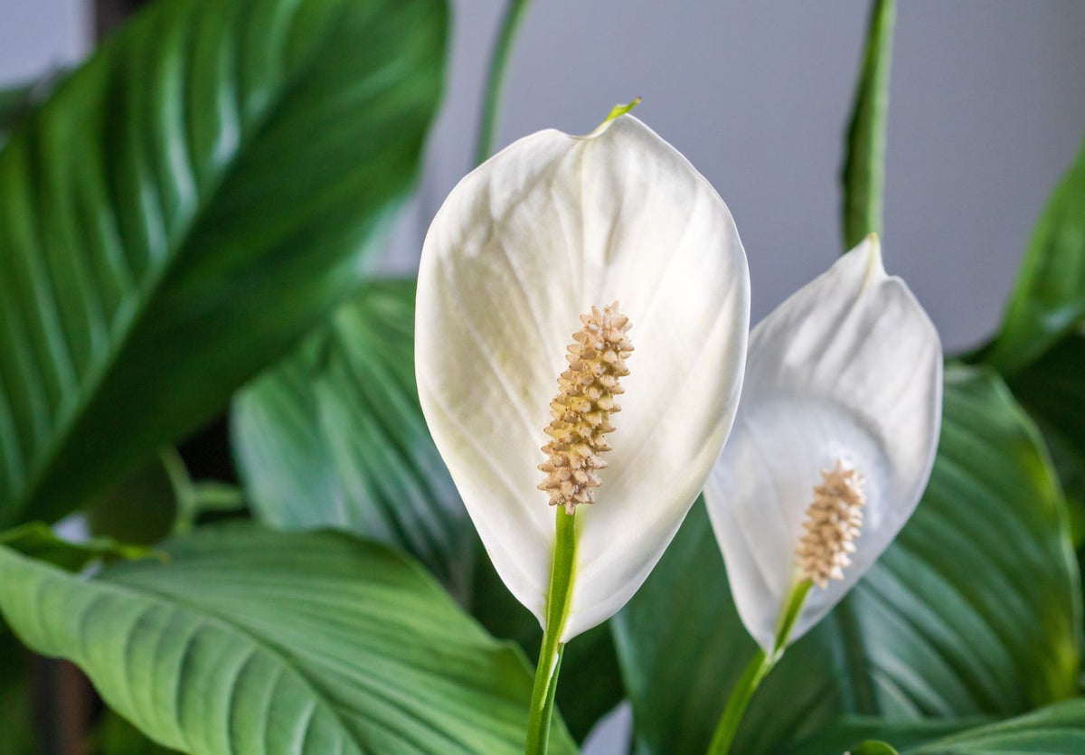 Peace Lily Plant (Spathiphyllum)