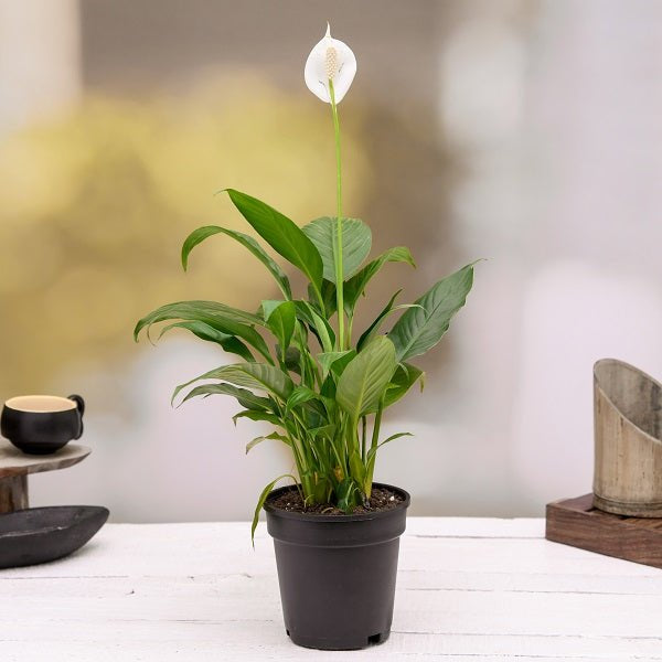 Peace Lily Plant (Spathiphyllum)