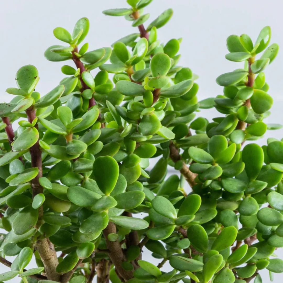 Jade Plant (Crassula Ovata)