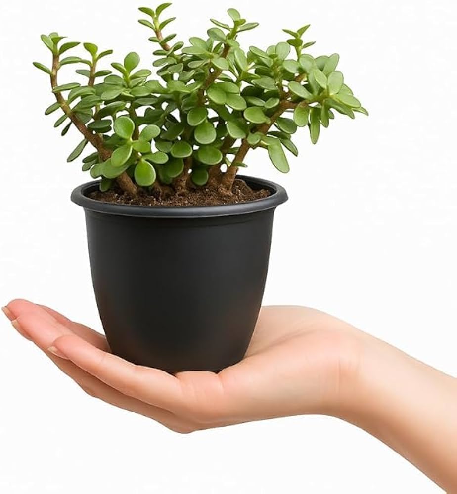 Jade Plant (Crassula Ovata)