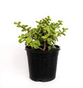 Jade Plant (Crassula Ovata)