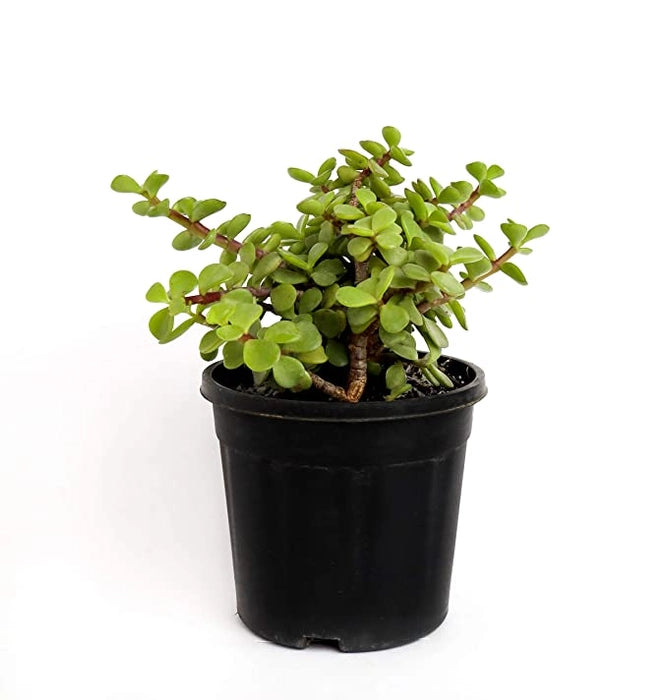 Jade Plant (Crassula Ovata)