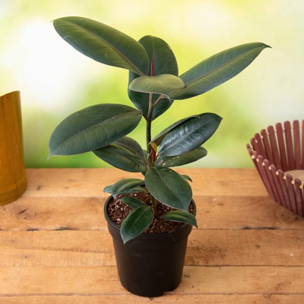 Rubber Plant (Ficus Elastica)