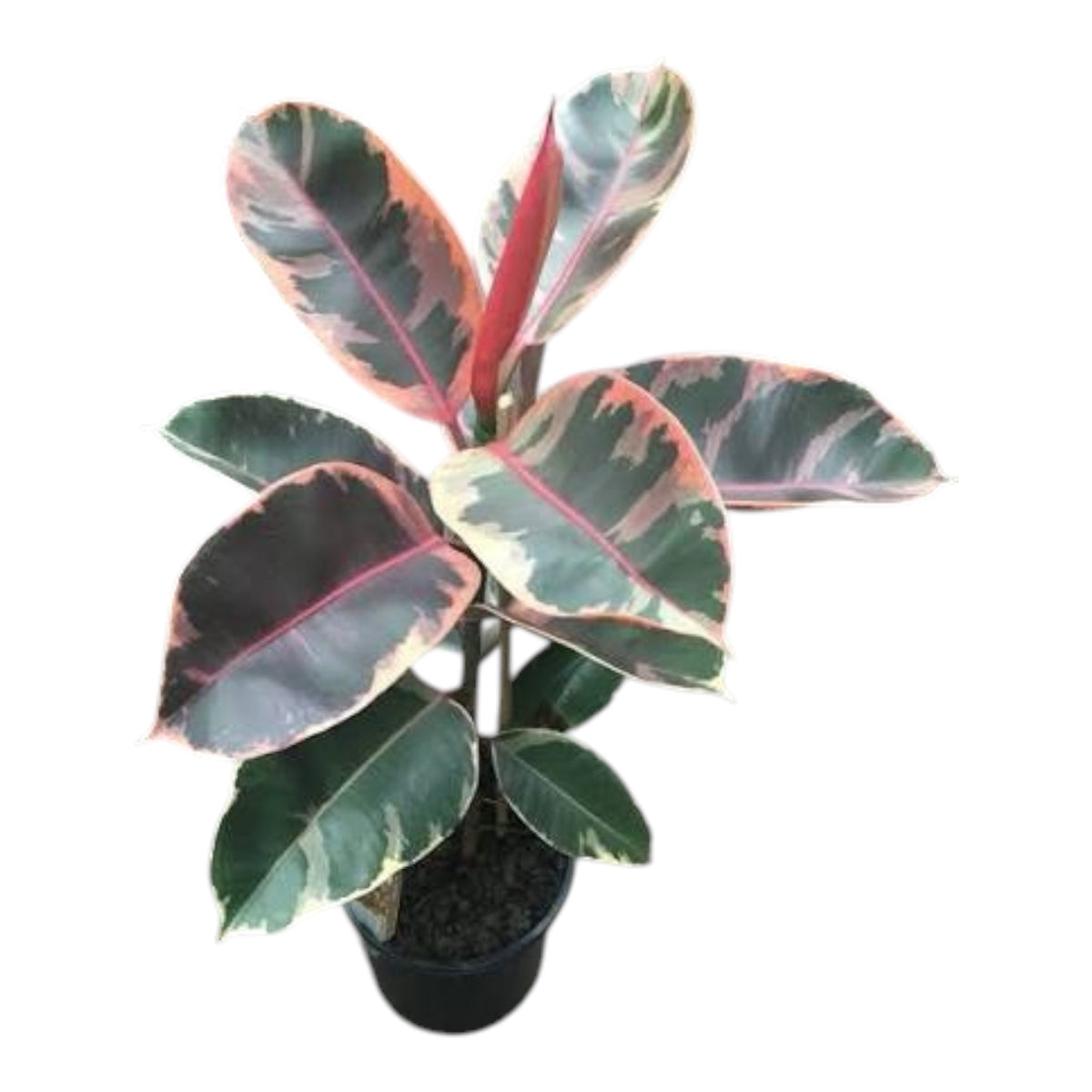 Rubber Plant ‘Ruby’ (Ficus Elastica Ruby)