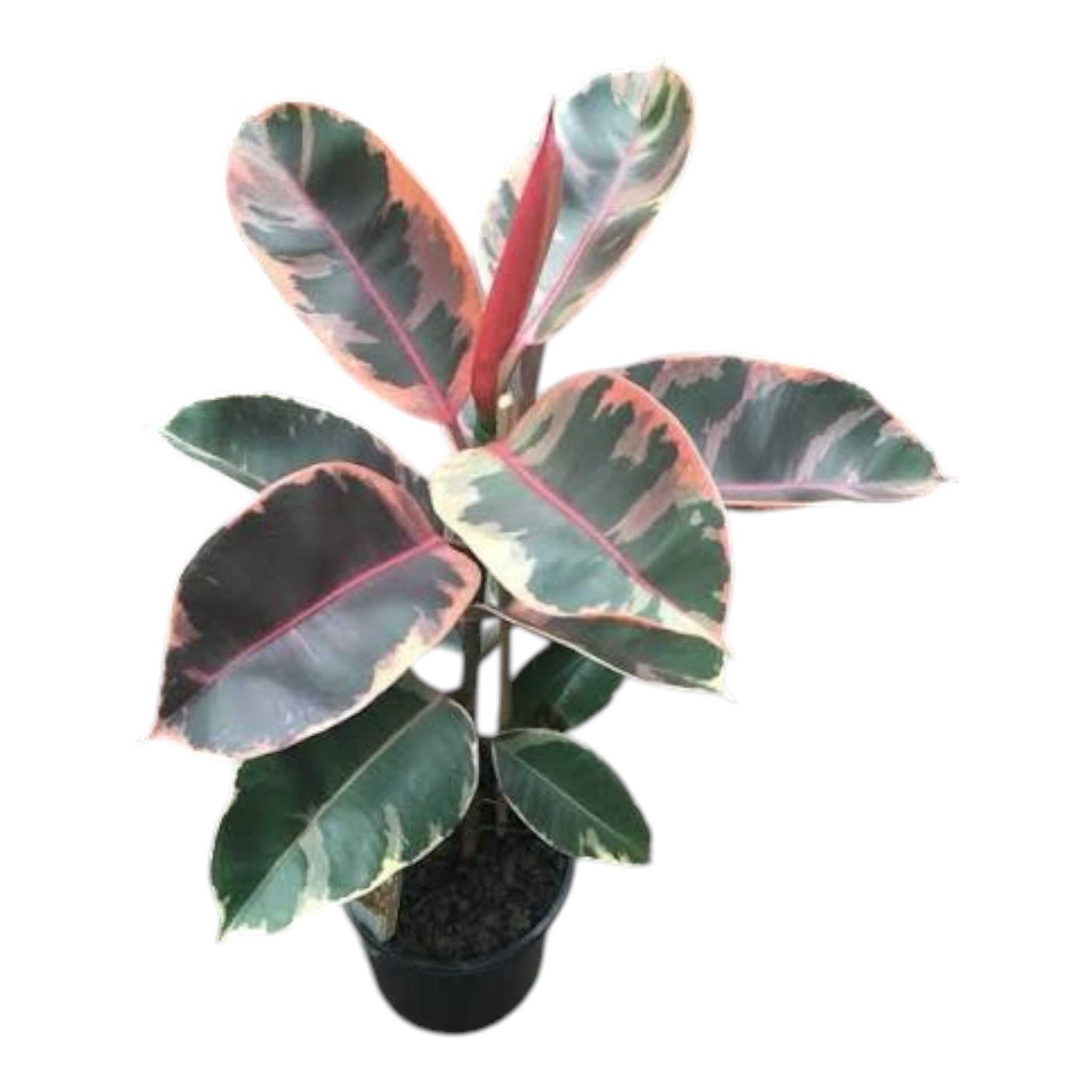 Rubber Plant ‘Ruby’ (Ficus Elastica Ruby)