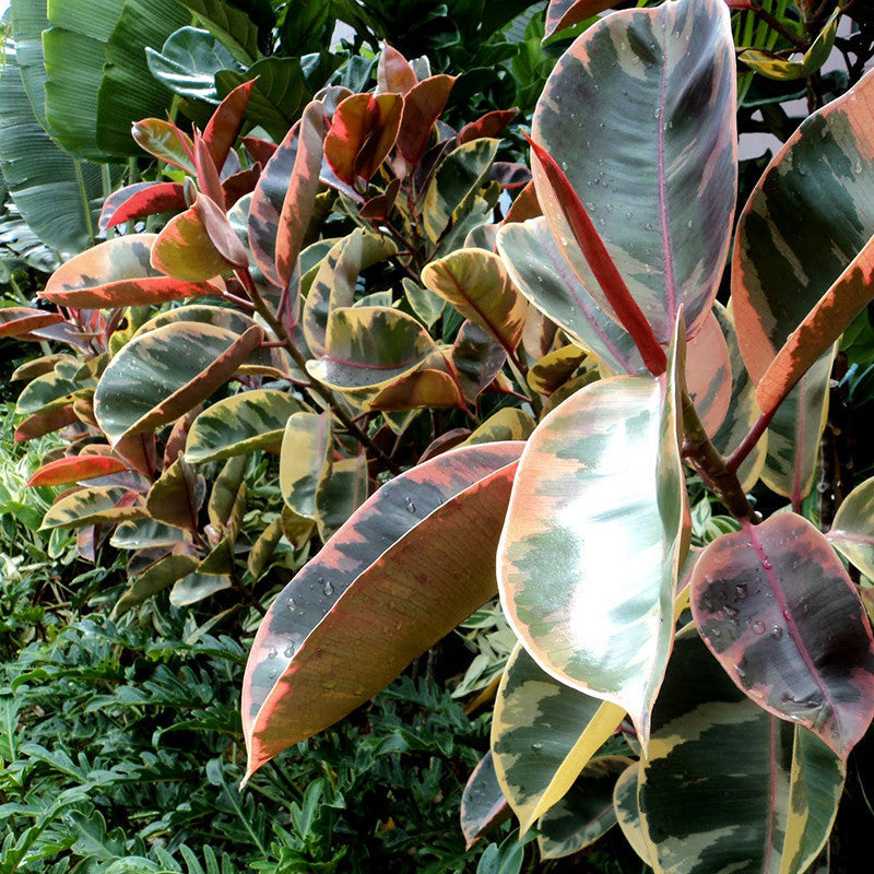 Rubber Plant ‘Ruby’ (Ficus Elastica Ruby)