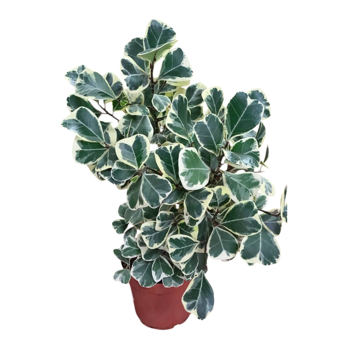 Variegated Ficus (Ficus Triangularis Variegata) (Plant)