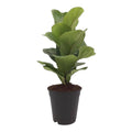 Fiddle Leaf Fig (Ficus Lyrata) – Indoor Plant