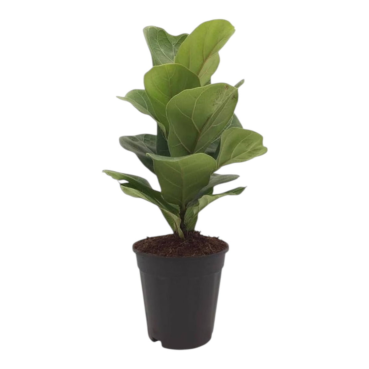 Fiddle Leaf Fig (Ficus Lyrata) – Indoor Plant
