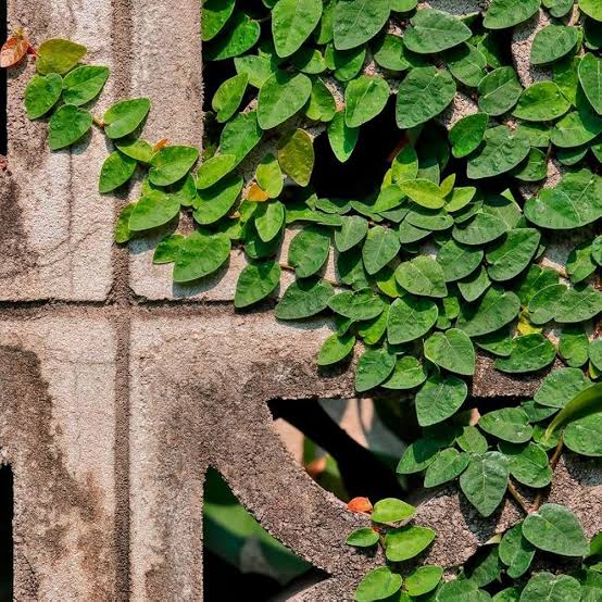 Creeping Fig (Ficus Pumila) – Climbing Plant
