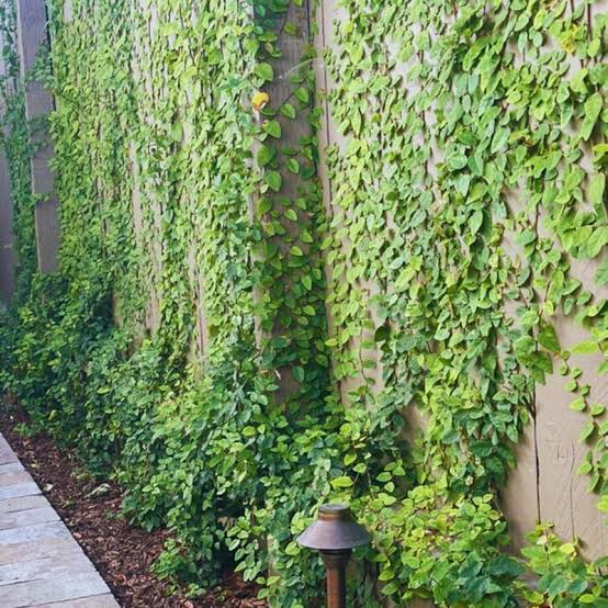 Creeping Fig (Ficus Pumila) – Climbing Plant