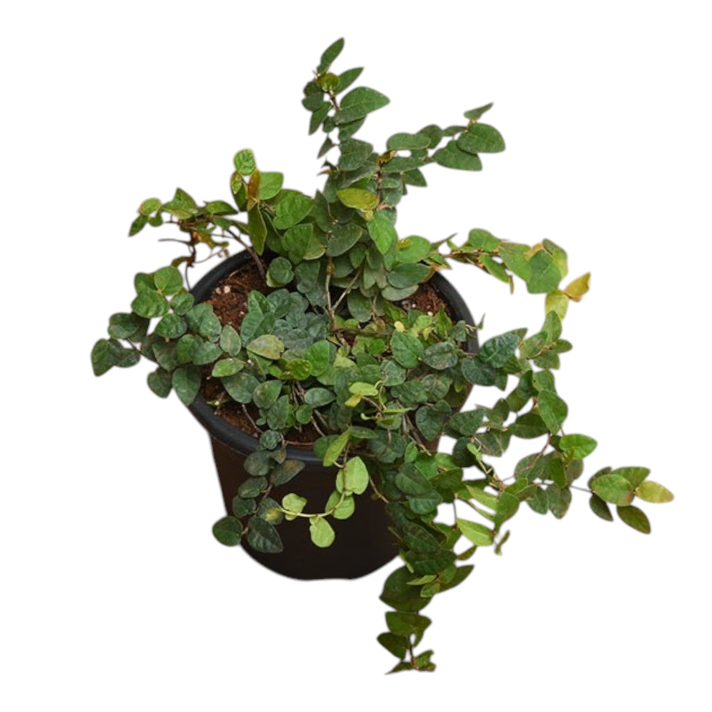 Creeping Fig (Ficus Pumila) – Climbing Plant