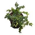 Creeping Fig (Ficus Pumila) – Climbing Plant