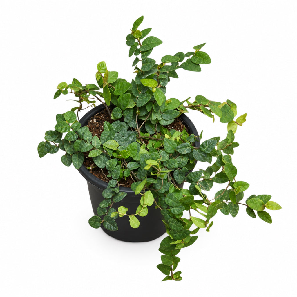 Creeping Fig (Ficus Pumila) – Climbing Plant