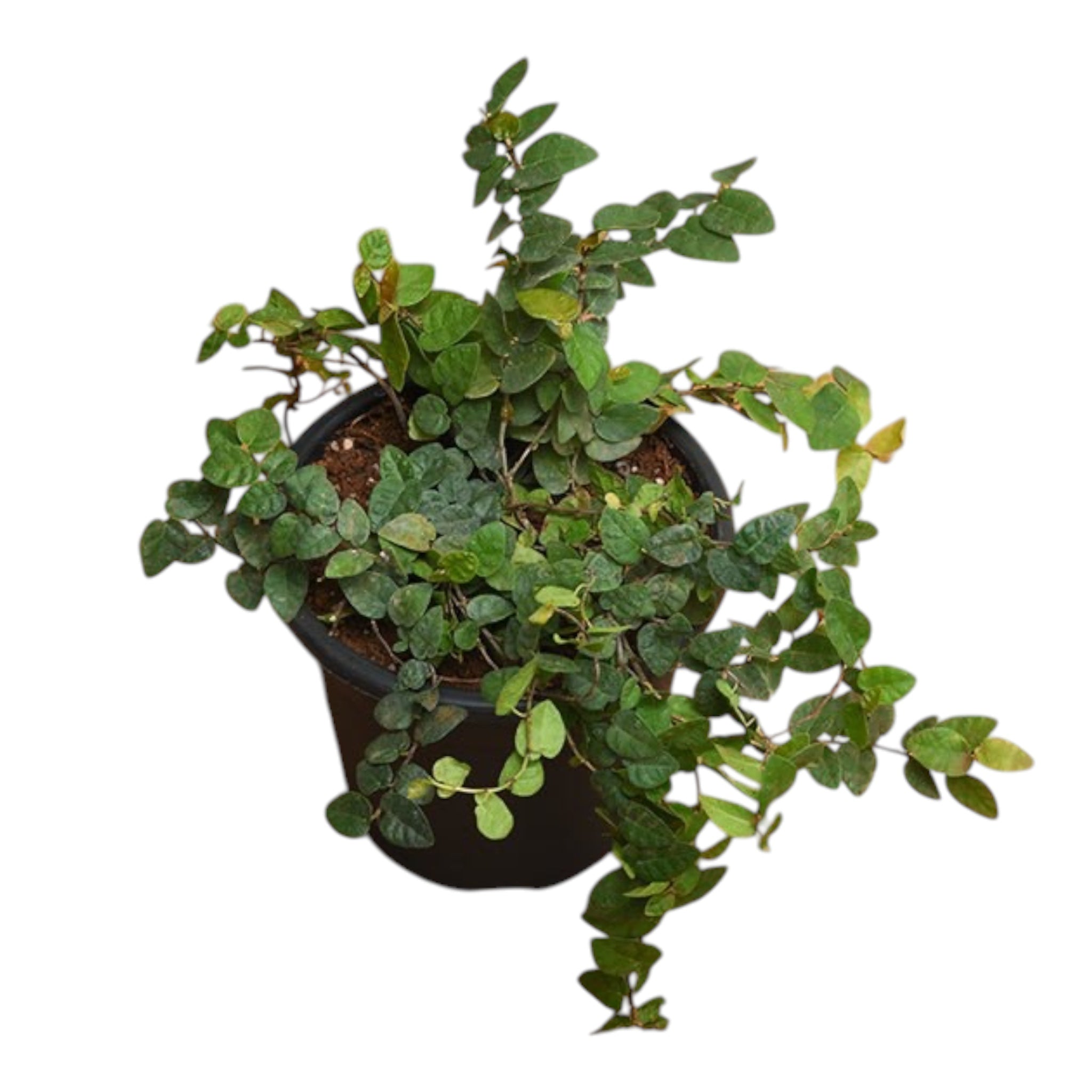 Creeping Fig (Ficus Pumila) – Climbing Plant