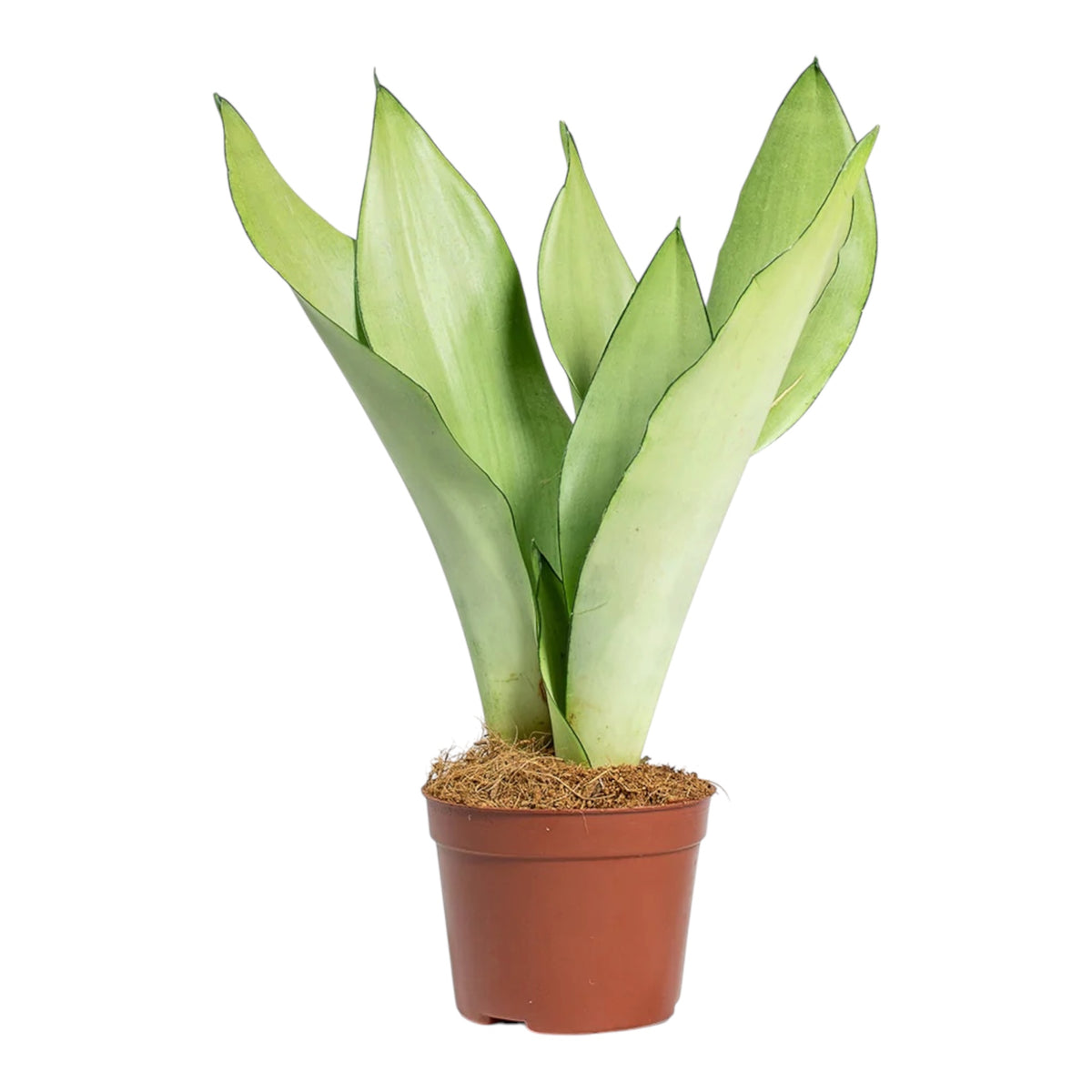 Moonlight Snake Plant (Dracaena Masoniana ‘Moonshine’)