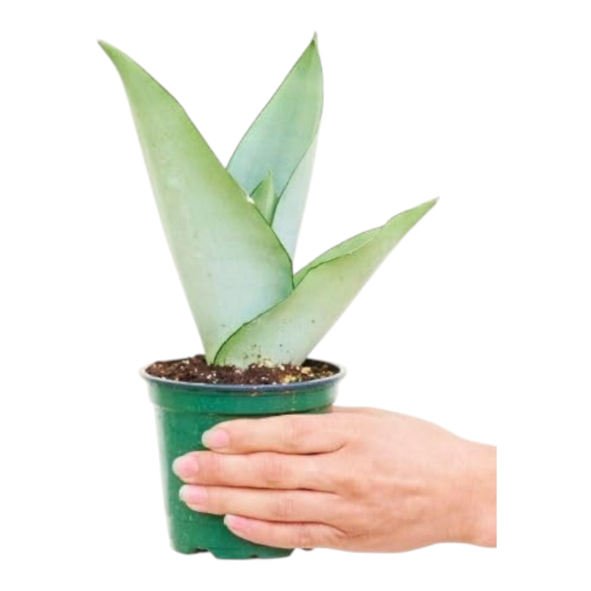 Moonlight Snake Plant (Dracaena Masoniana ‘Moonshine’)