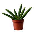 Starfish Snake Plant (Sansevieria Cylindrica ‘Boncel’) – Indoor Plant