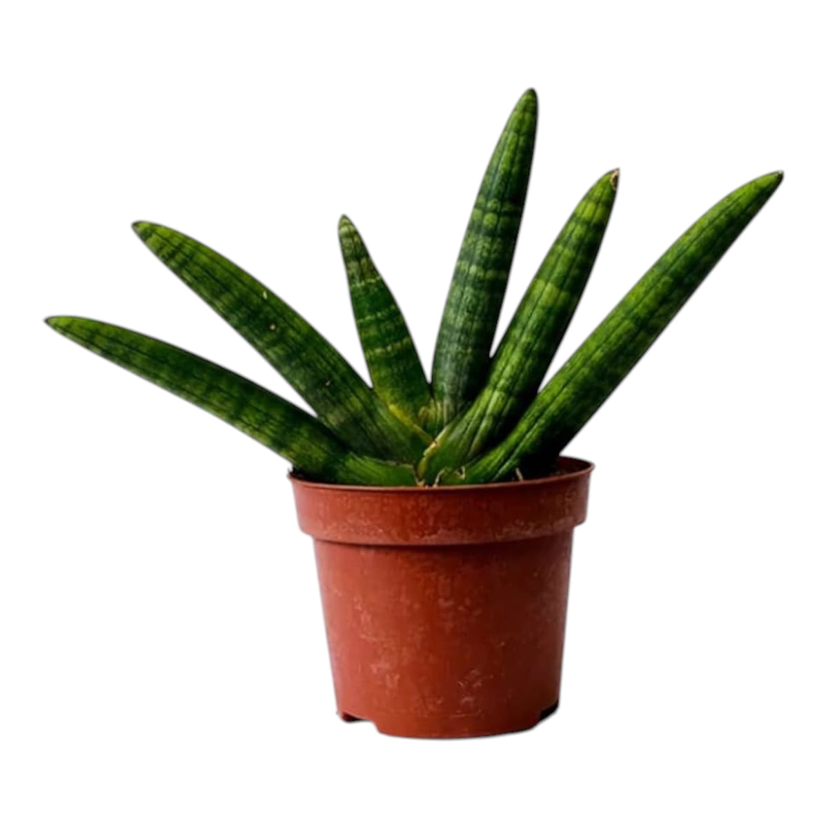 Starfish Snake Plant (Sansevieria Cylindrica ‘Boncel’) – Indoor Plant