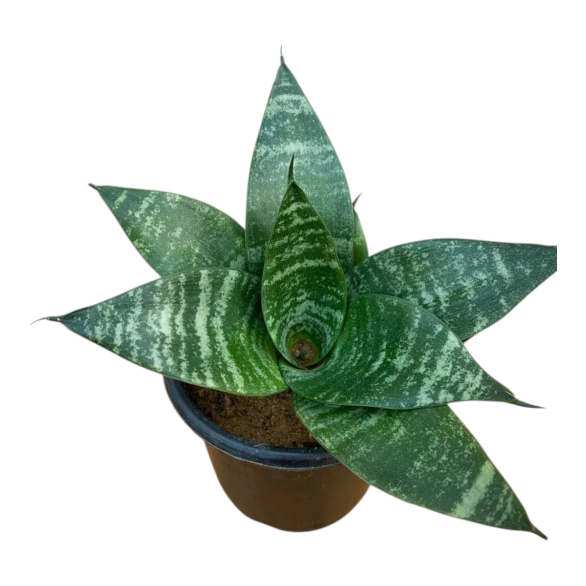 Bird’s Nest Snake Plant (Sansevieria Hahnii) – Indoor Plant