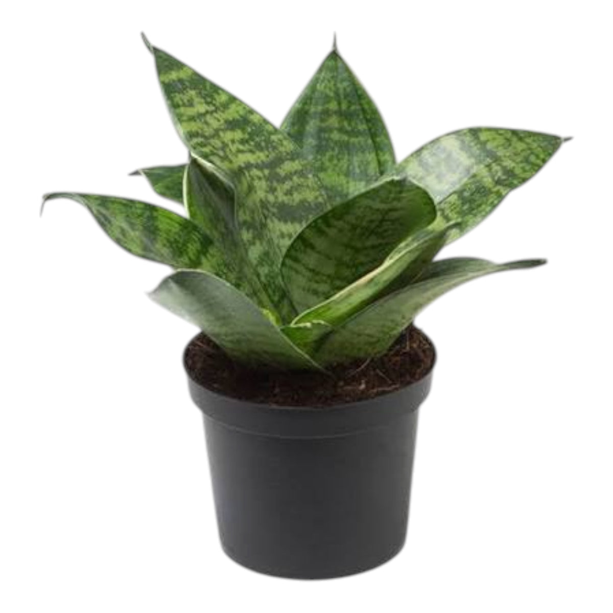 Bird’s Nest Snake Plant (Sansevieria Hahnii) – Indoor Plant