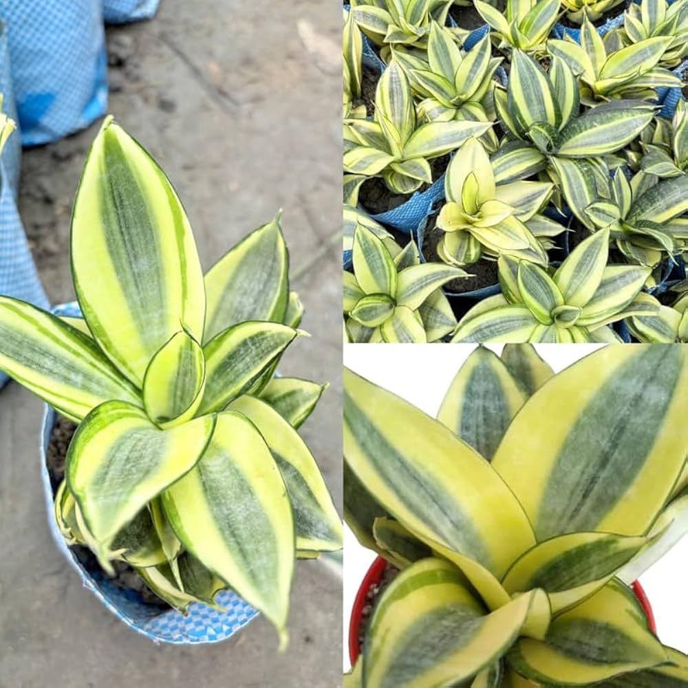 Golden Hahnii Snake Plant
