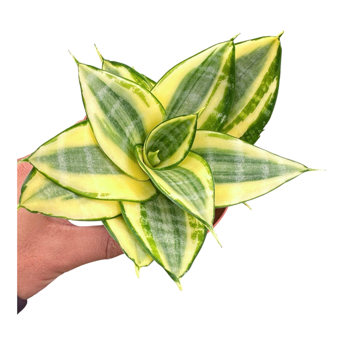 Golden Hahnii Snake Plant