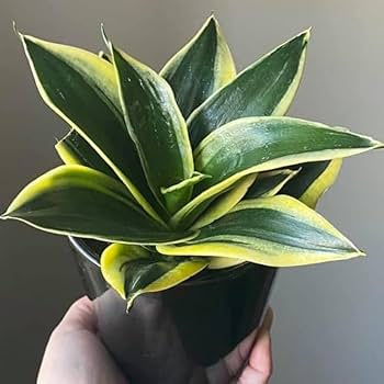 Black Gold Snake Plant (Sansevieria Trifasciata ‘Black Gold Hahnii’)