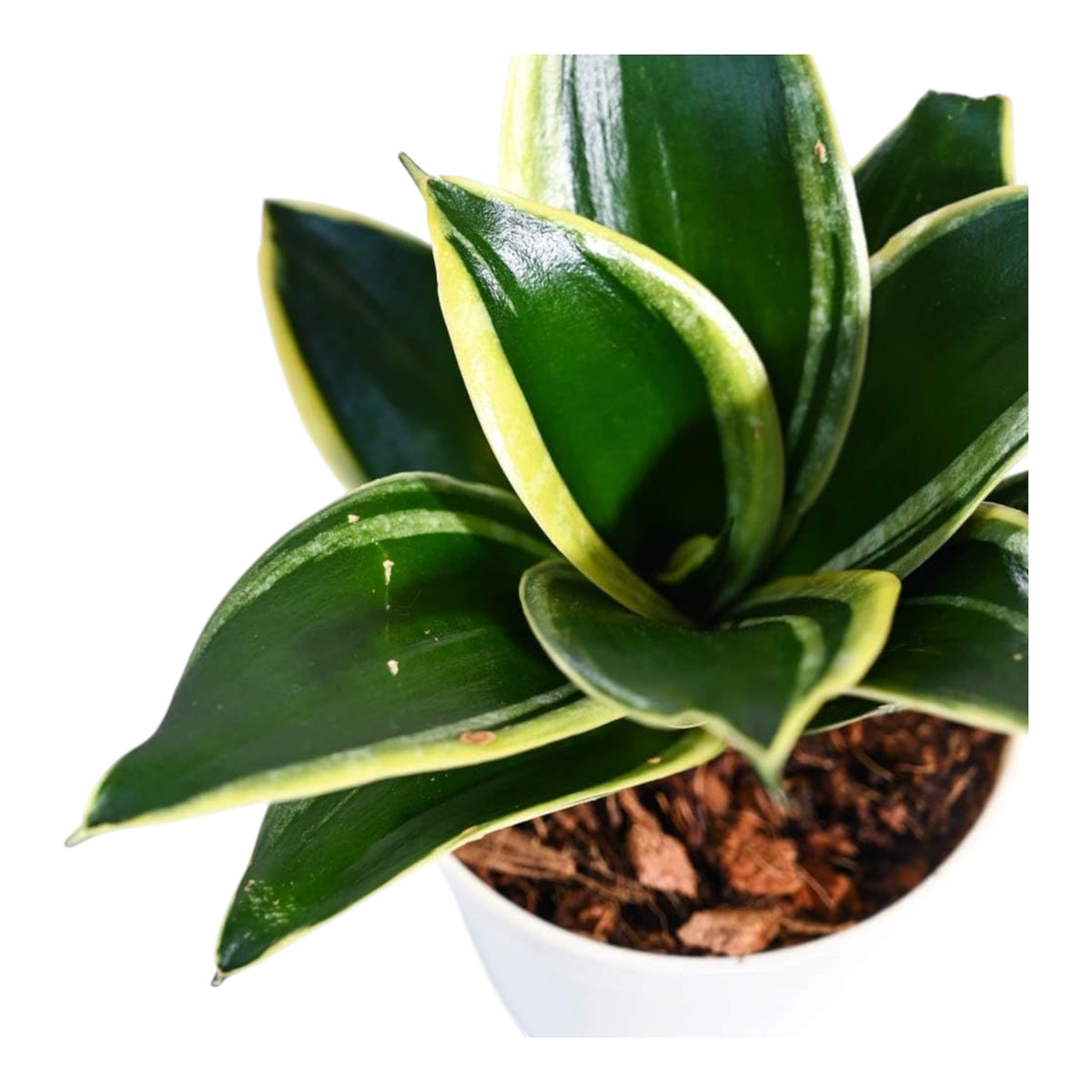 Black Gold Snake Plant (Sansevieria Trifasciata ‘Black Gold Hahnii’)