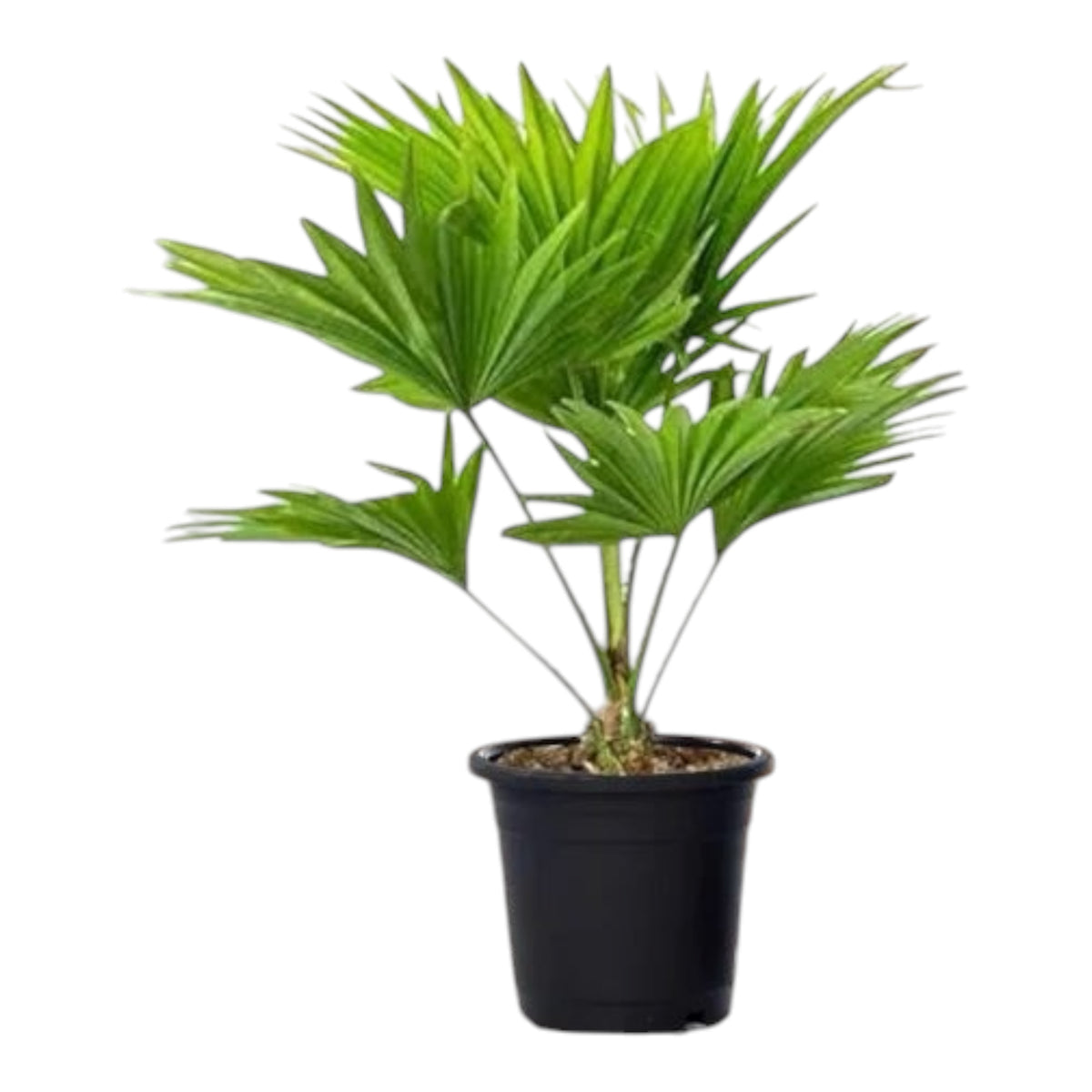 Table Palm (Livistona Rotundifolia) – Indoor Palm Plant